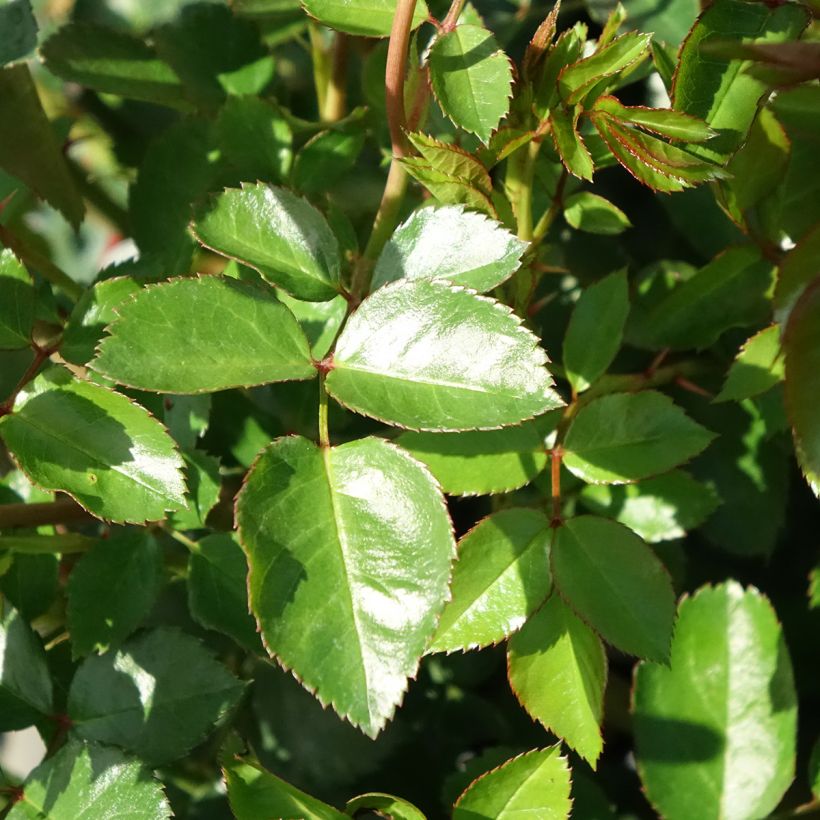 Rosa The Faun - Floribunda dwarf Rose (Foliage)