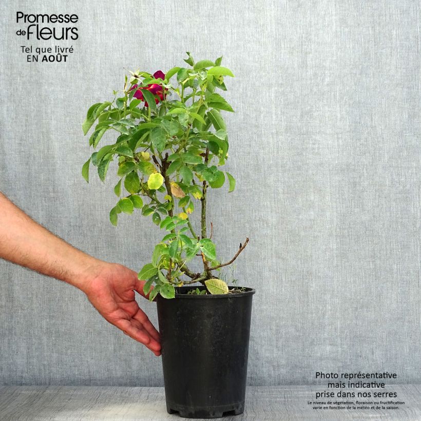 Rosa Weg der Sinne - shrub rose 2L/3L pot sample as delivered in summer
