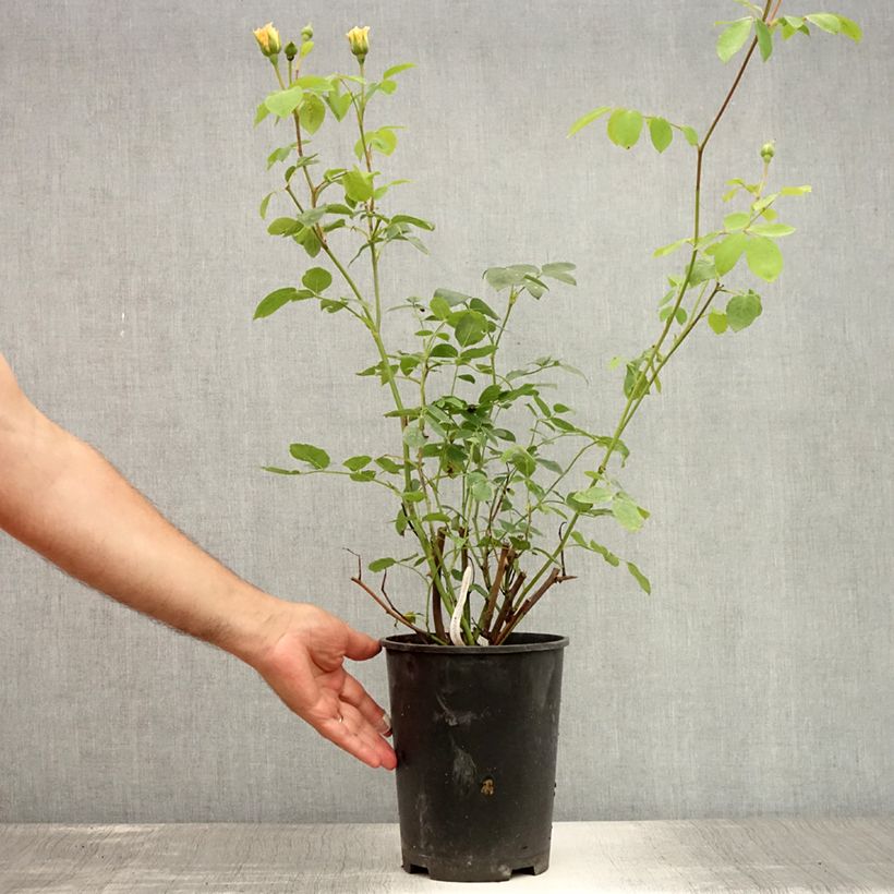 Rosa 'Bathsheba' - Climbing Rose 4L/5L pot sample as delivered in summer