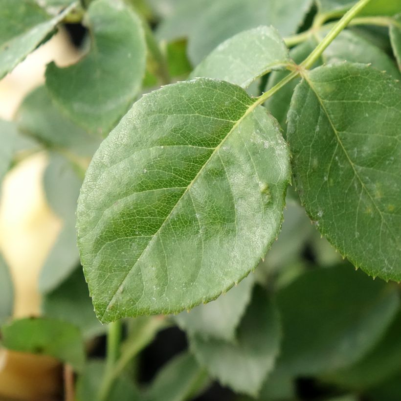 Rosa Bring Me Sunshine - English Rose (Foliage)