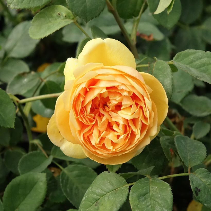 Rosa Bring Me Sunshine - English Rose (Flowering)