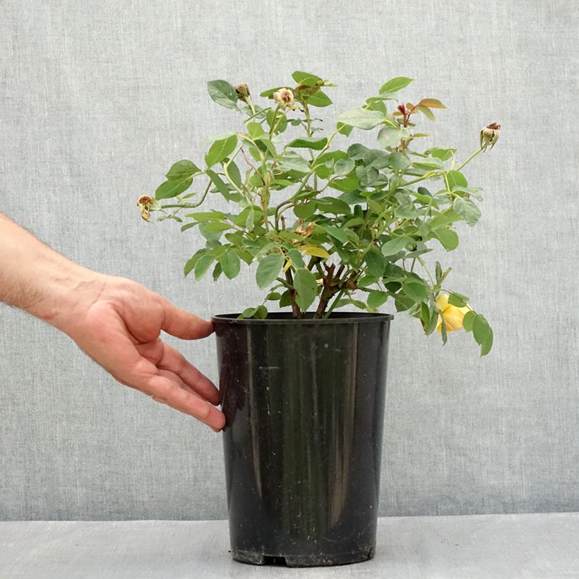 Rosa Bring Me Sunshine - English Rose 4L/5L pot sample as delivered in summer