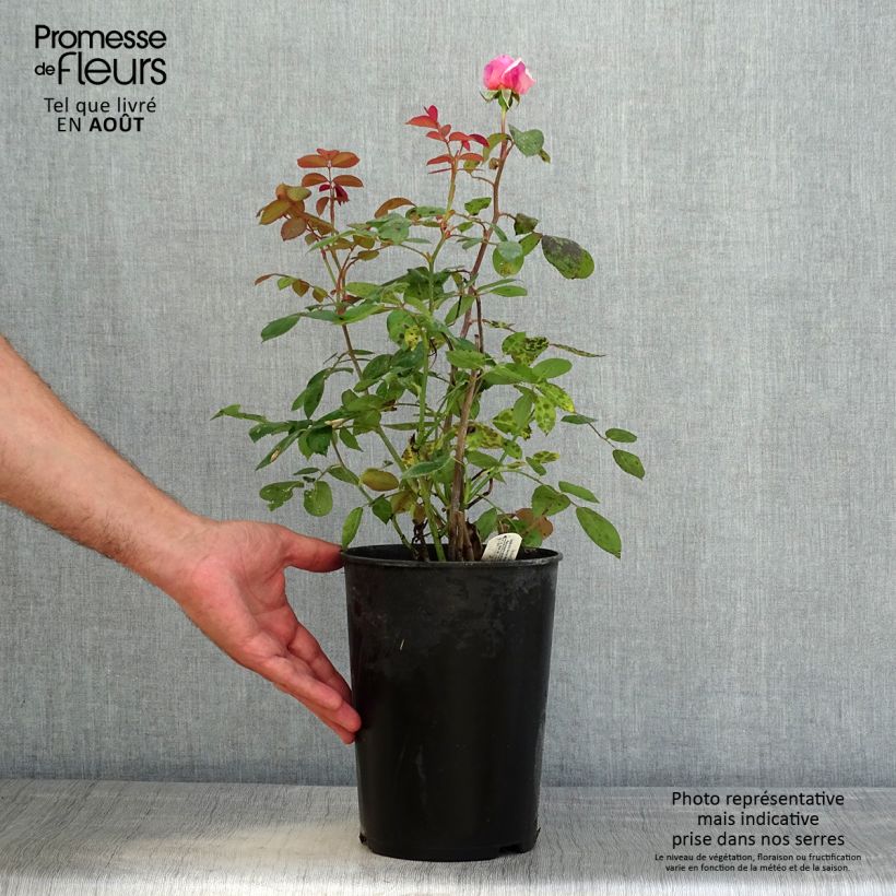 Rosa Brother Cadfael - Shrub Rose 4L/5L pot sample as delivered in summer