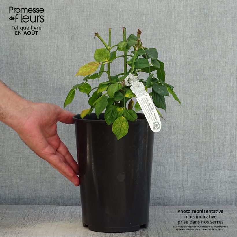 Rosa Carolyn Knight - Shrub Rose 4L/5L pot sample as delivered in summer