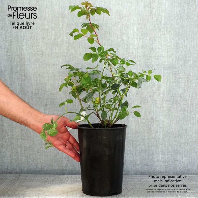 Rosa Dame Judi Dench - Hybrid Musk Rose 4L/5L pot sample as delivered in summer