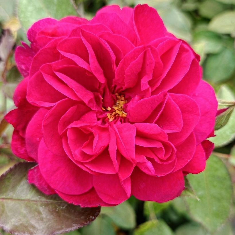 Rosa  Darcey Bussell  - English Shrub Rose (Flowering)