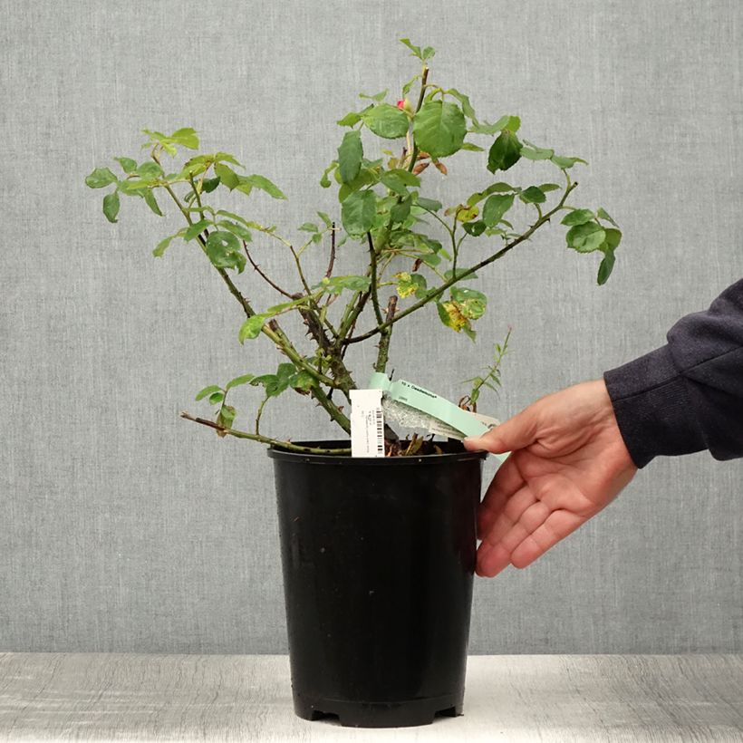 Rosa 'Desdemona' - English Rose 4L/5L pot sample as delivered in summer
