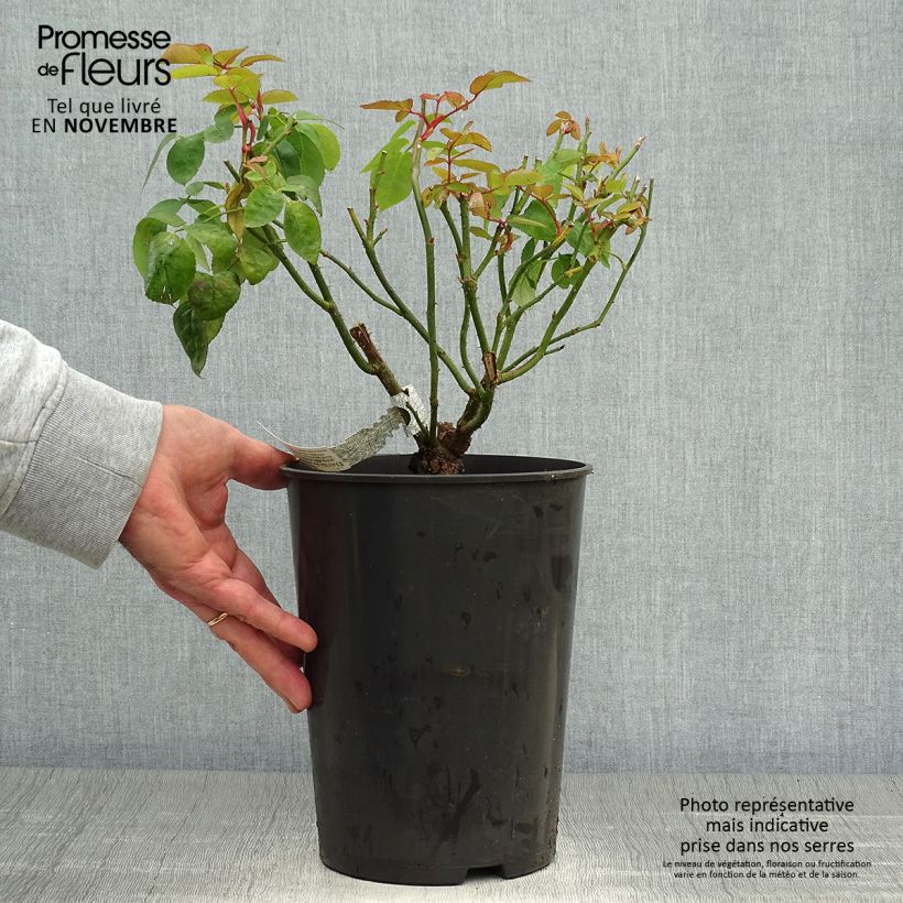 Rosa  Eglantyne - English Shrub Rose 4L/5L pot sample as delivered in autumn