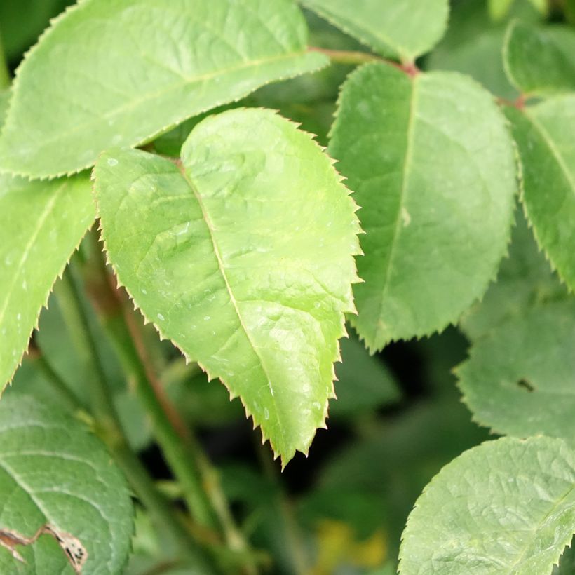 Rosa Elisabeth- English Rose (Foliage)