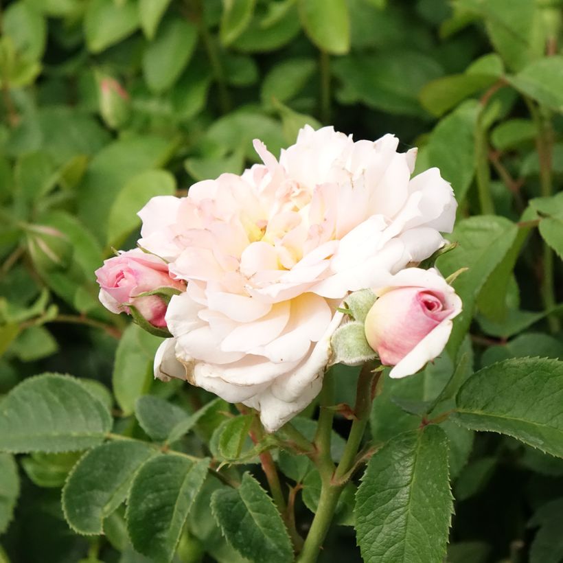Rosa Elisabeth- English Rose (Flowering)