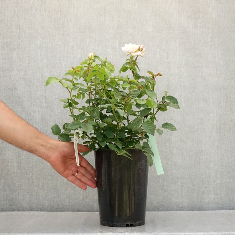 Rosa Elisabeth- English Rose 4L/5L pot sample as delivered in summer