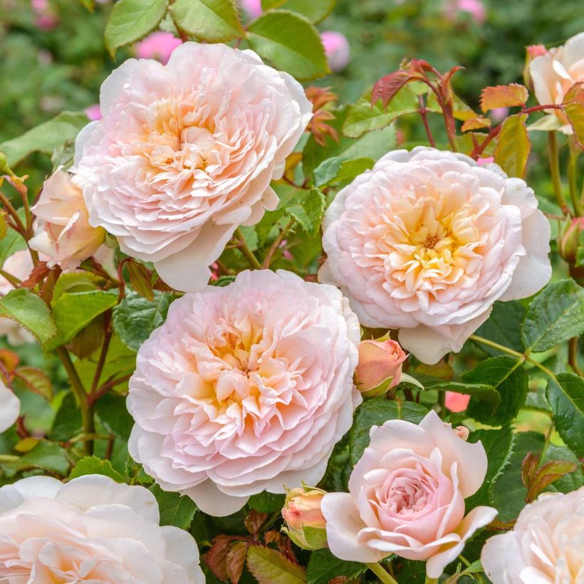 Rosa 'Emily Brontë' - English Rose (Flowering)