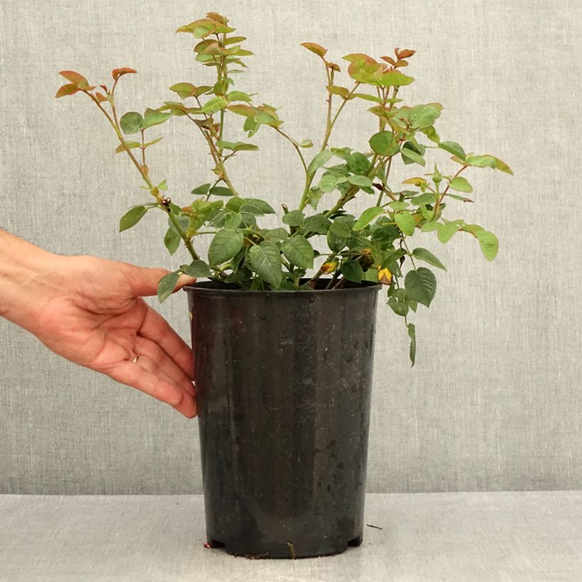 Rosa  Gentle Hermione - English Shrub Rose 4L/5L pot sample as delivered in summer