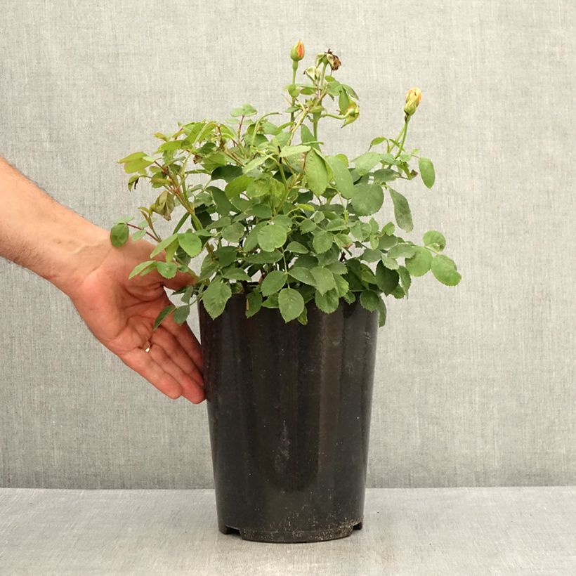 Rosa Grace - English Rose 4L/5L pot sample as delivered in summer