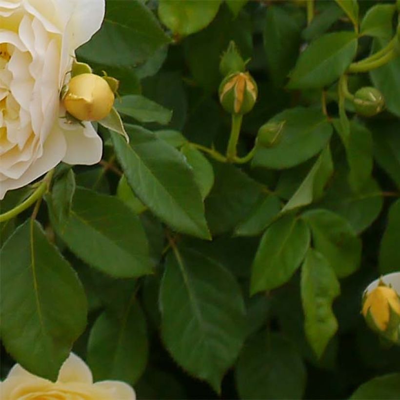 Rosa Graham Thomas - English Shrub Rose (Foliage)