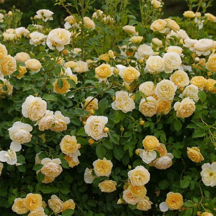 Rosa Graham Thomas - English Shrub Rose (Flowering)