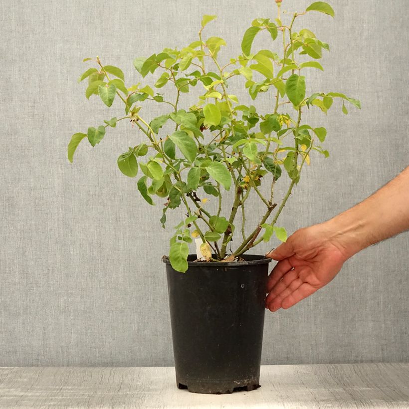 Rosa James L Austin - shrub rose 3L/4L pot sample as delivered in summer