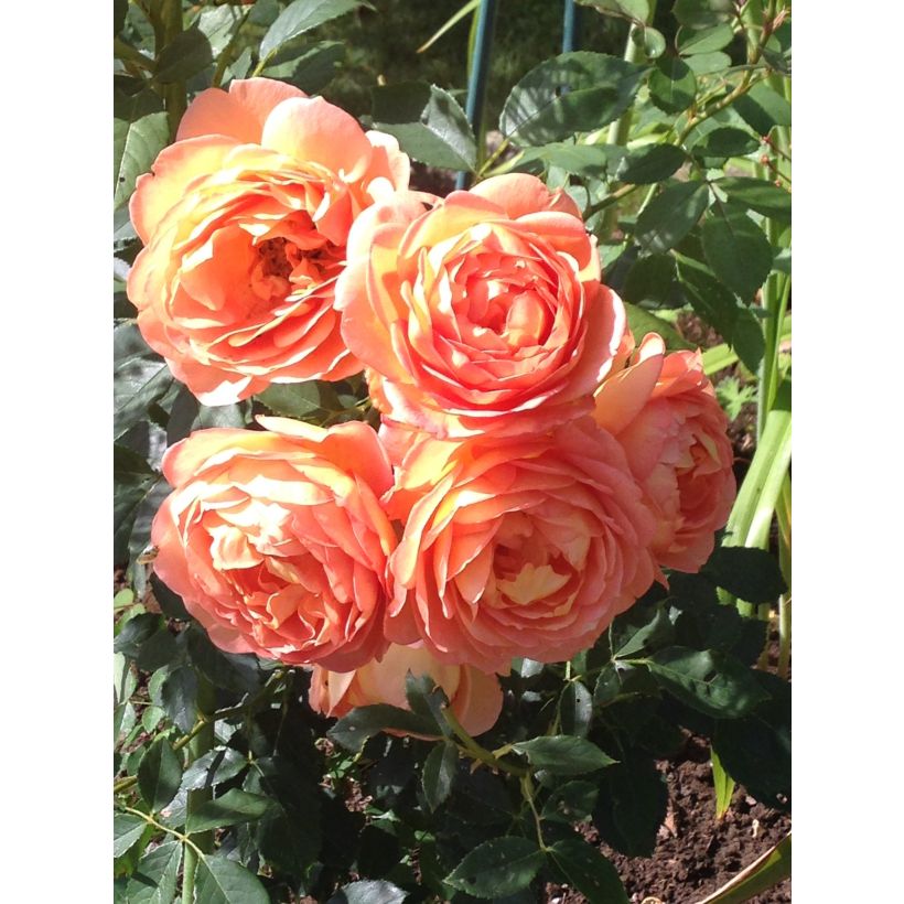 Rosa Lady of Shalott (Flowering)