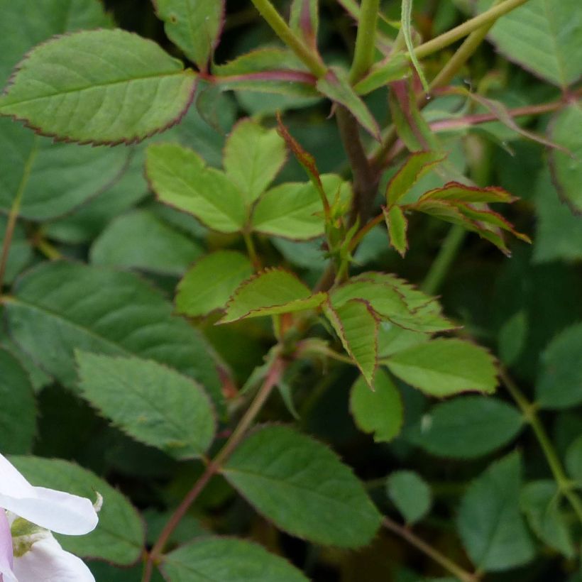 Rosa Lady Salisbury - English Shrub Rose (Foliage)