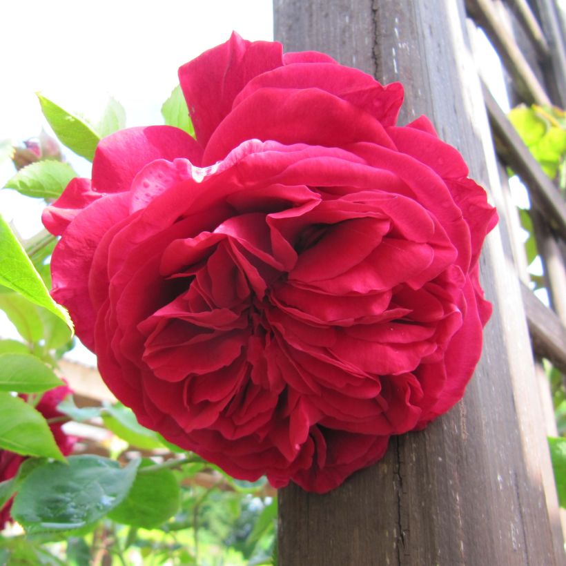 Rosa LD Braithwaite (Flowering)