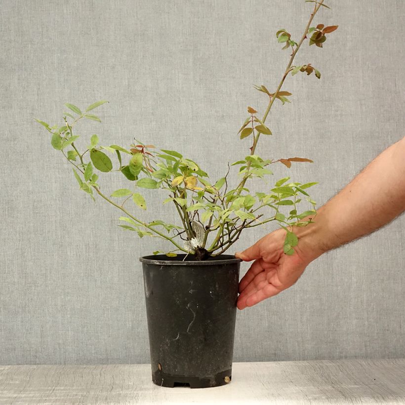 Rosa Malvern Hills 'Auscanary' 4L/5L pot sample as delivered in summer