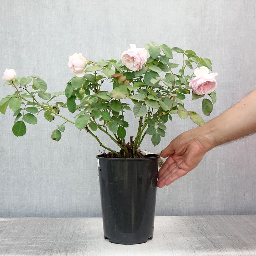 Rosa 'Olivia Rose Austin' - English Rose 4L/5L pot sample as delivered in summer