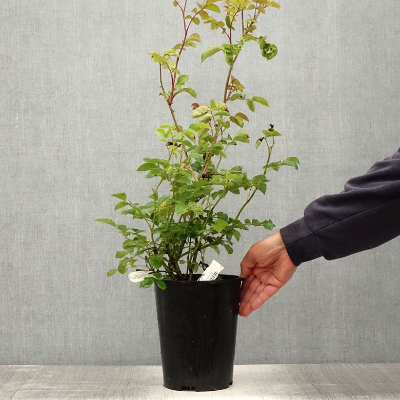 Rosa  Port Sunlight - English Shrub Rose 4L/5L pot sample as delivered in summer