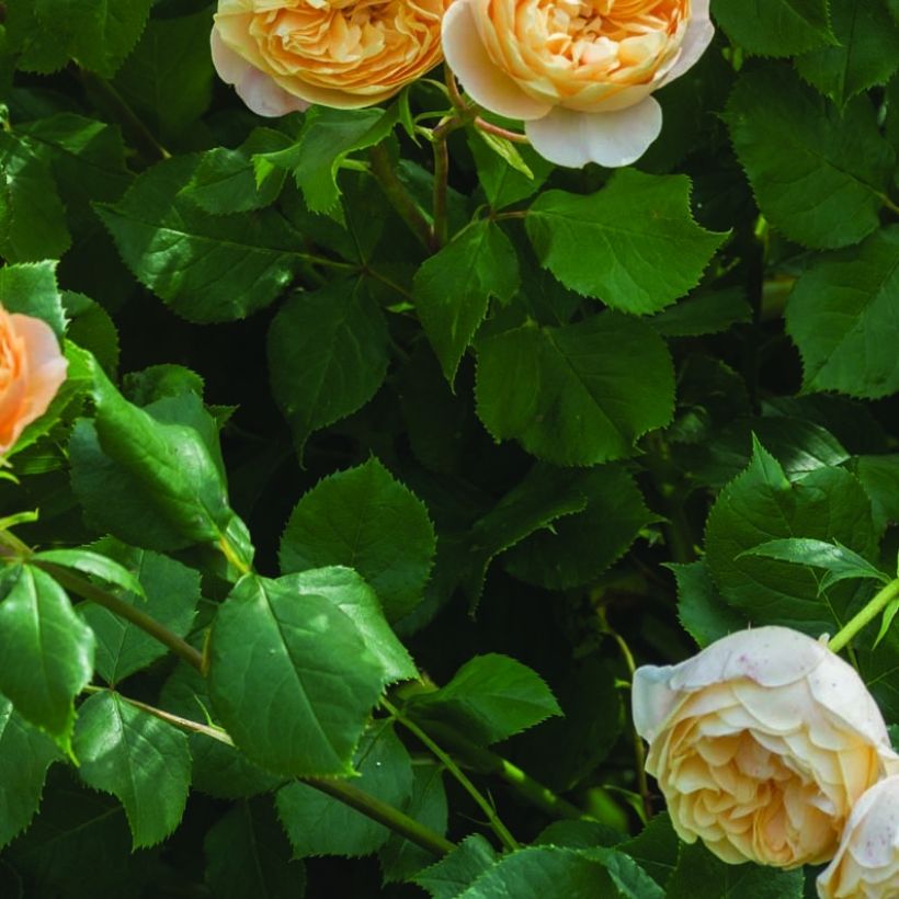 Rosa 'Roald Dahl' - English Rose (Foliage)