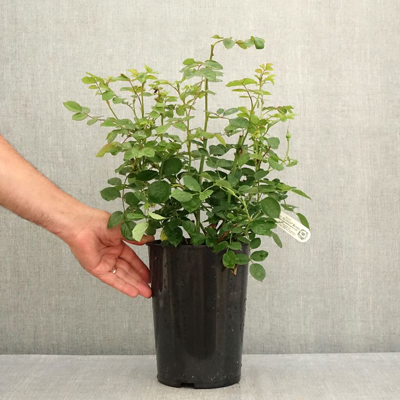Rosa x alba 'Royal Jubilee' - English Rose 4L/5L pot sample as delivered in summer