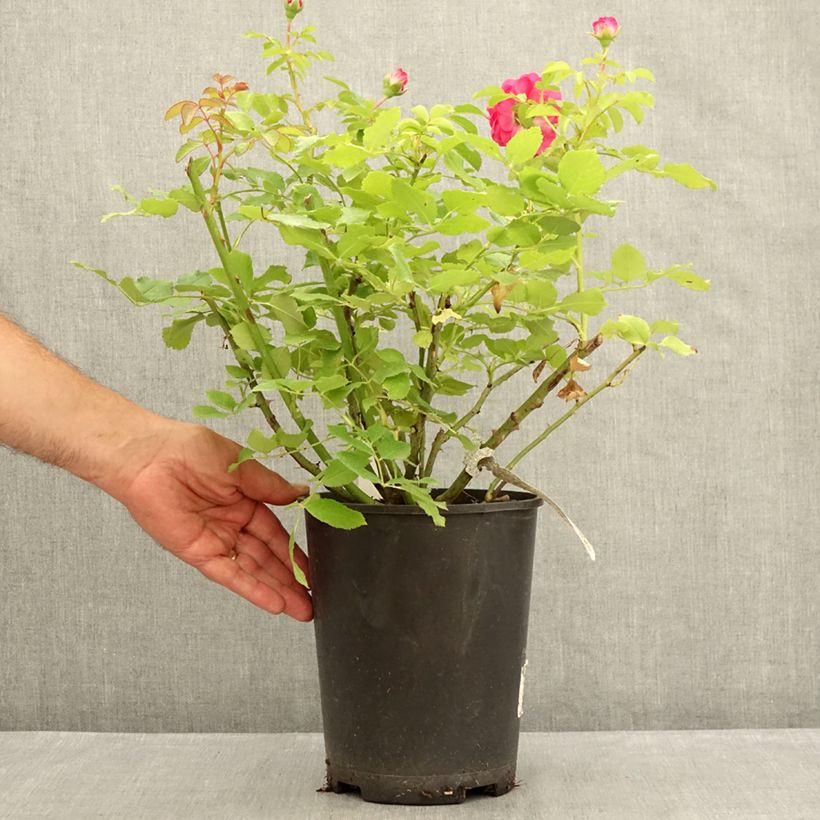 Rosa Sir John Betjeman - English Shrub Rose 4L/5L pot sample as delivered in summer