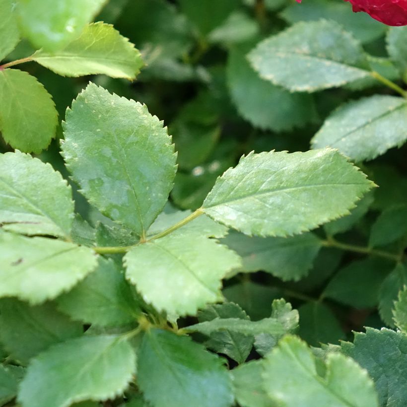 Rosa Sir John Betjeman - English Shrub Rose (Foliage)