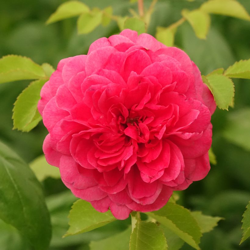 Rosa Sir John Betjeman - English Shrub Rose (Flowering)