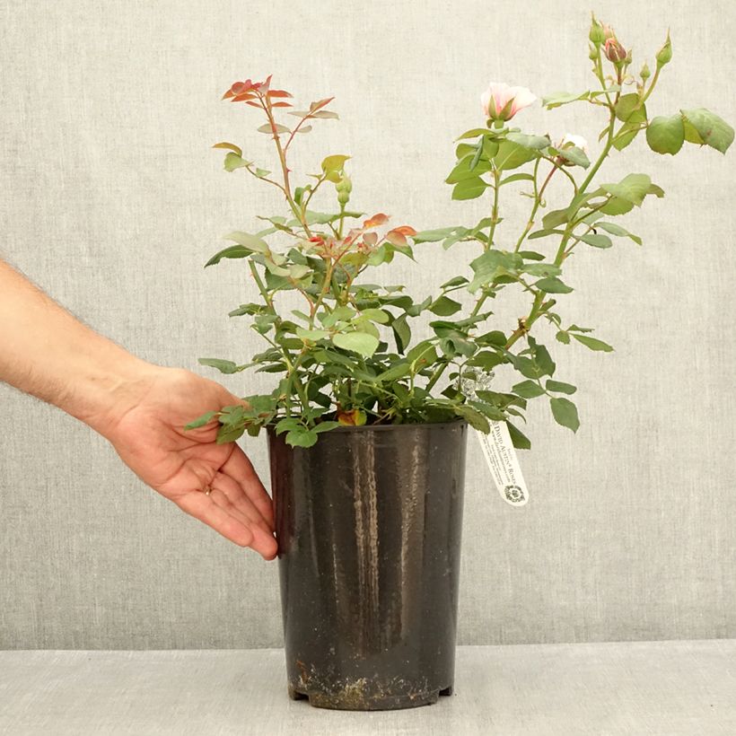 Rosa The Ancient Mariner - English Rose 4L/5L pot sample as delivered in summer
