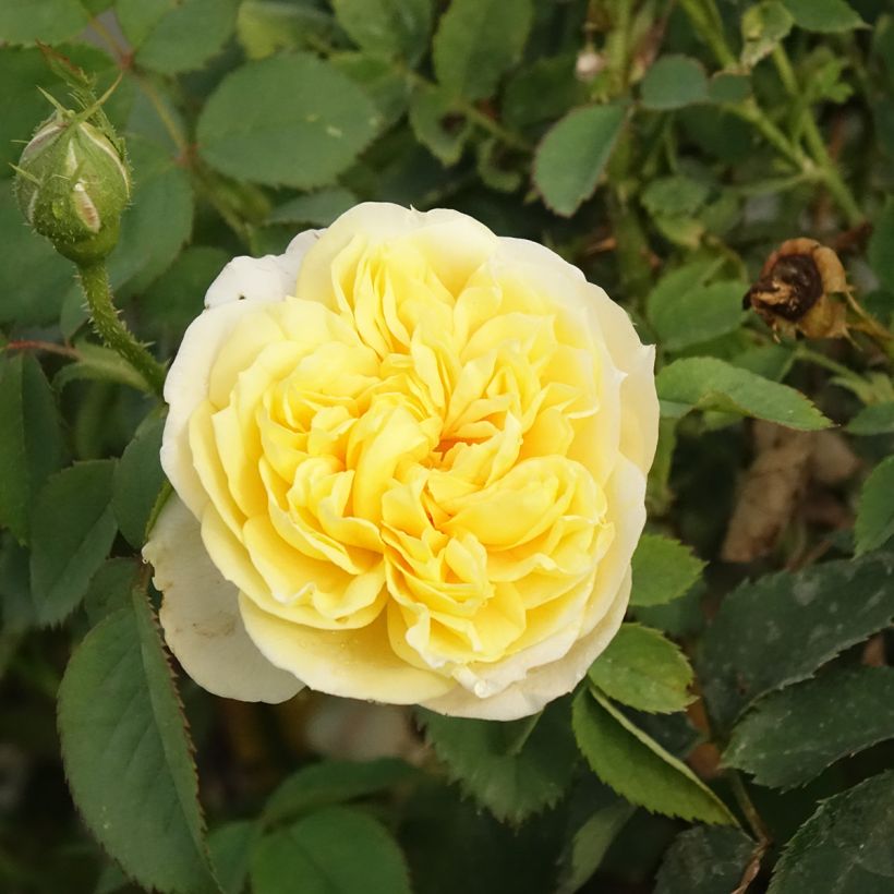 Rosa The Country Parson - shrub rose (Flowering)