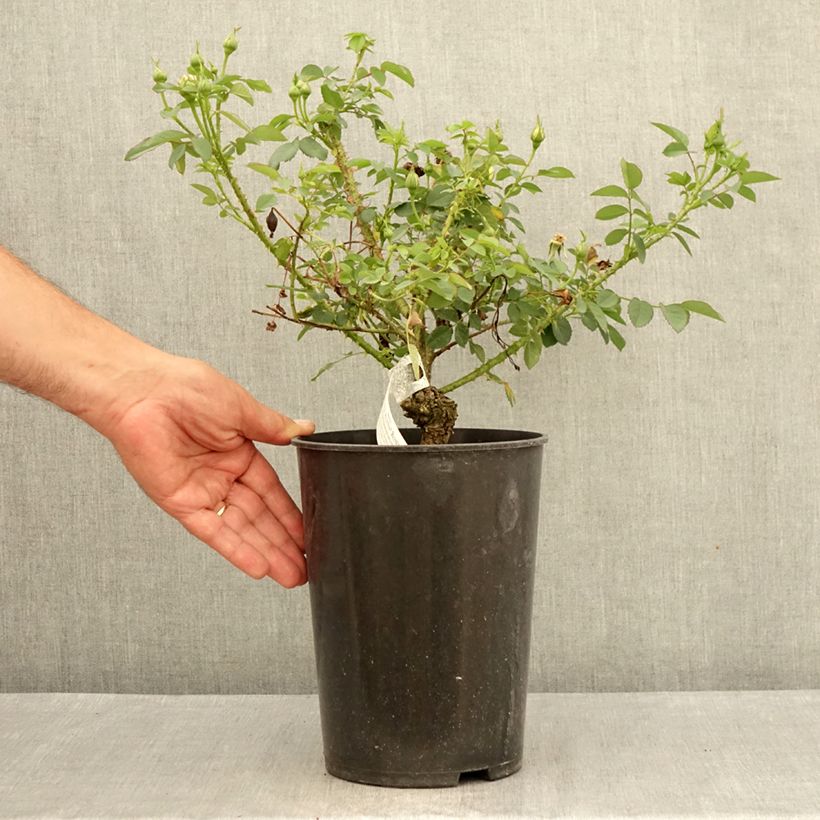 Rosa The Country Parson - shrub rose 4L/5L pot sample as delivered in summer