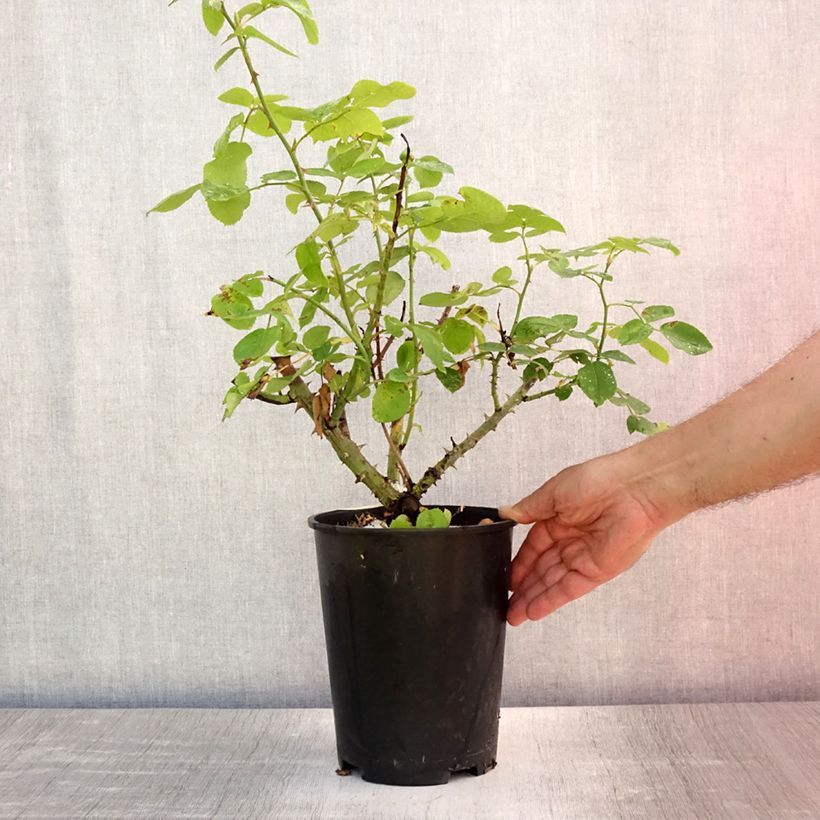 Rosa 'The Lady Gardener' - English Rose 4L/5L pot sample as delivered in summer