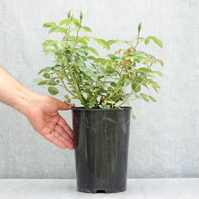 Rosa The Lark Ascending - English Shrub Rose 4L/5L pot sample as delivered in summer