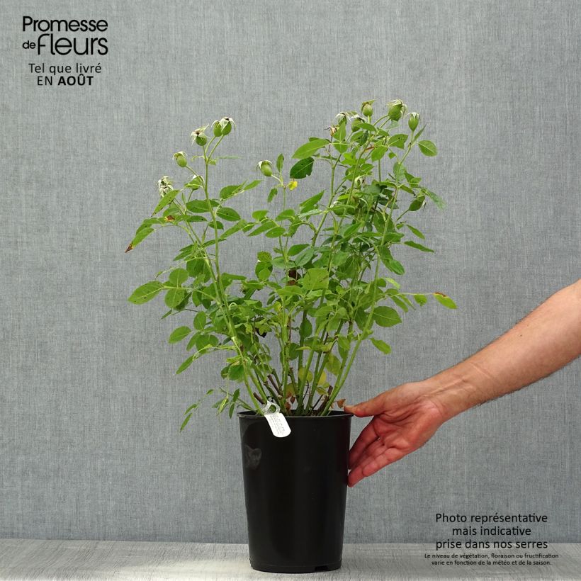 Rosa 'Tottering-by-Gently'- English Rose 4L/5L pot sample as delivered in summer