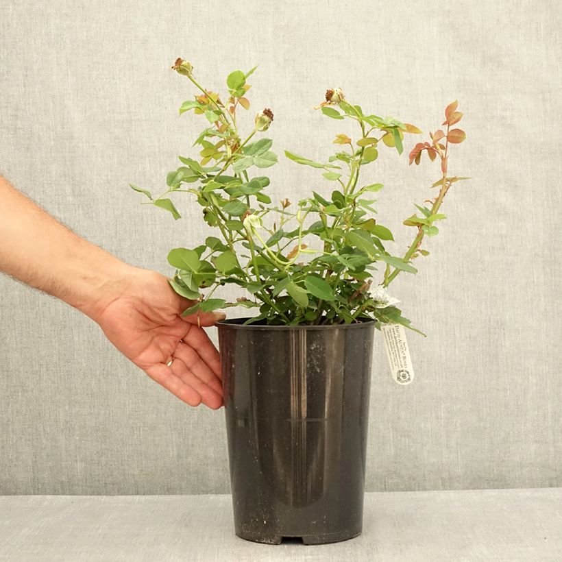 Rosa 'Wollerton Old Hall' - Climbing Rose 4L/5L pot sample as delivered in summer