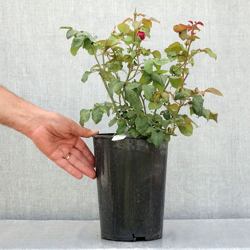 Rosa Young Lycidas 4L/5L pot sample as delivered in summer