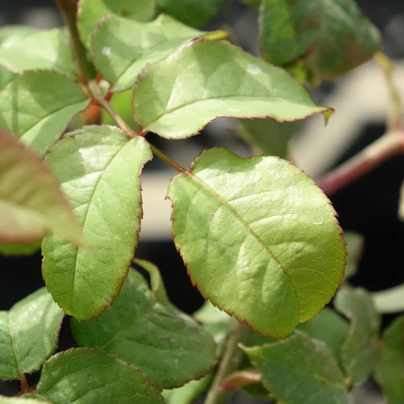 Rosa Young Lycidas (Foliage)