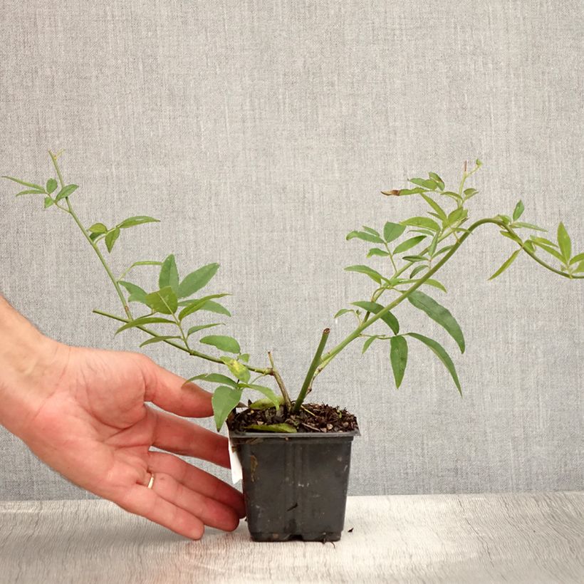 Rosa banksiae 'Lutea' - Rambling Rose 8/9 cm pot sample as delivered in summer