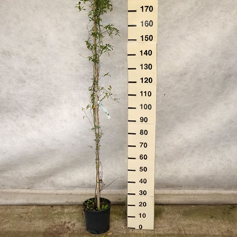 Rosa banksiae 'Lutea' - Rambling Rose 7.5L/10L pot sample as delivered in autumn