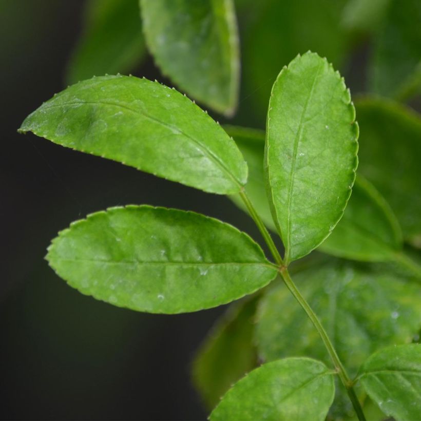 Rosa banksiae Rosea - Rambling Rose (Foliage)