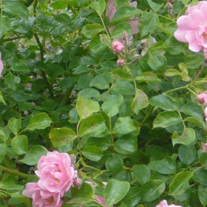 Rosa Decorosier Mareva (Foliage)
