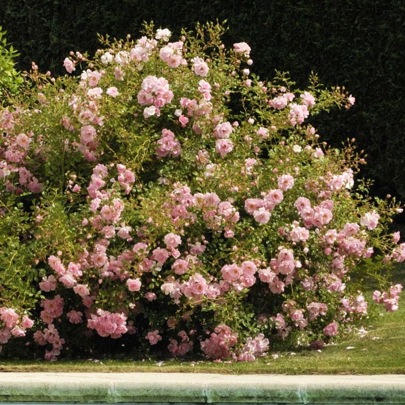 Rosa Decorosier Mareva (Plant habit)