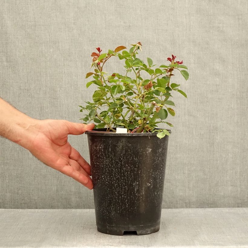 Rosa New Vesuvia - shrub rose 2L/3L pot sample as delivered in summer
