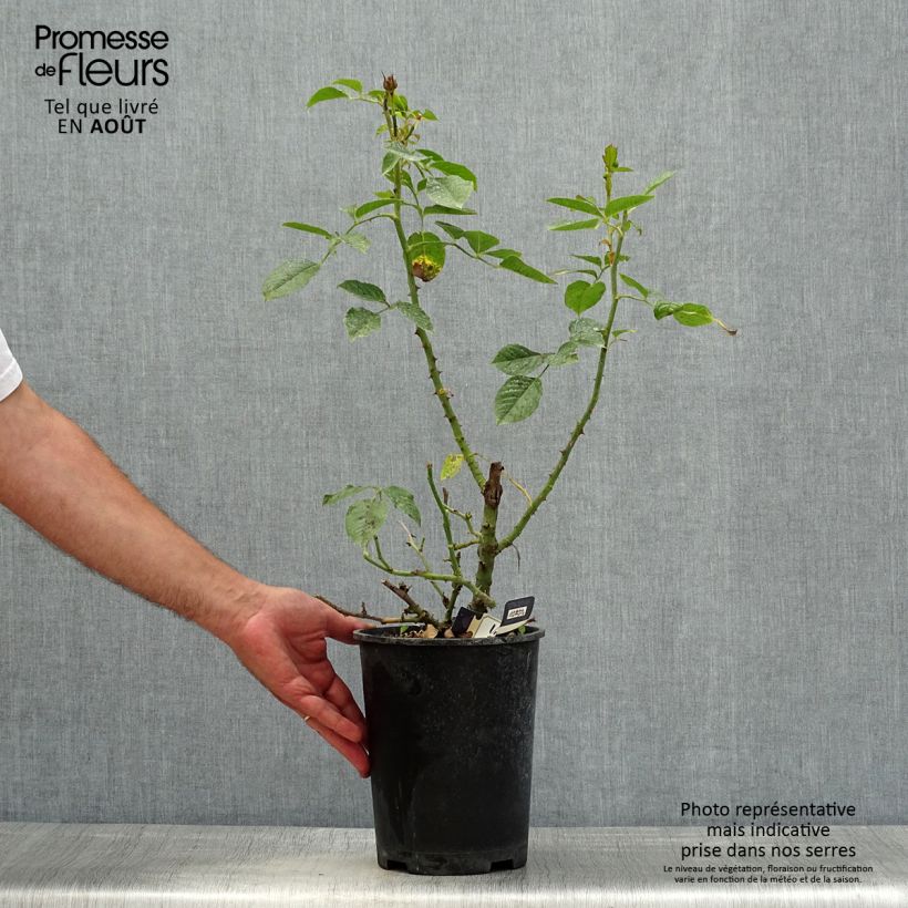 Rosa Amber Voluptia - Shrub Rose 4L/5L pot sample as delivered in summer