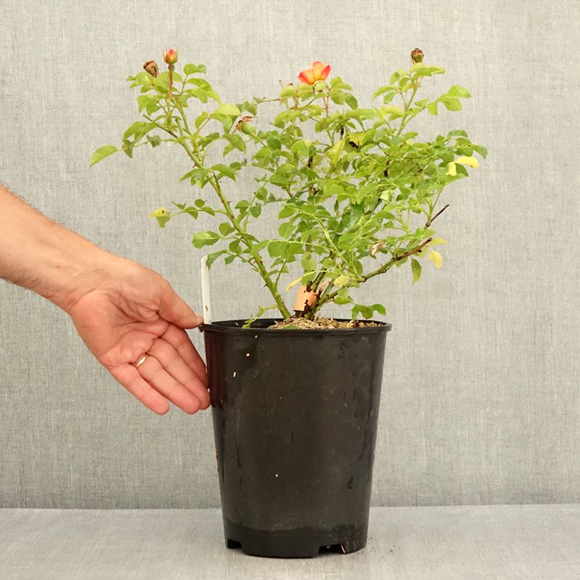 Rosa Decorosiers Calizia - Shrub  Rose 4L/5L pot sample as delivered in summer