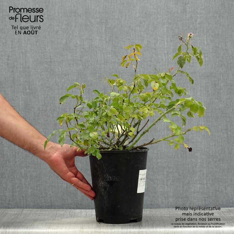 Rosa Decorosier Celina 4L/5L pot sample as delivered in summer